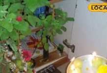 तुलसी विवाह के दिन करें ये 3 खास उपाय…आर्थिक तंगी होगी दूर! ऋषिकेश के ज्योतिषी से जानें सब