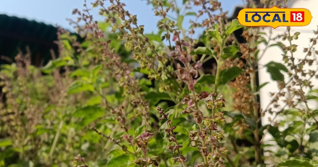 पिछले जन्म में कौन थी तुलसी? कैसे बन गई भगवान विष्णु की बेहद प्रिय