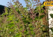 पिछले जन्म में कौन थी तुलसी? कैसे बन गई भगवान विष्णु की बेहद प्रिय