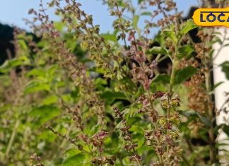 पिछले जन्म में कौन थी तुलसी? कैसे बन गई भगवान विष्णु की बेहद प्रिय