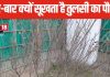 बार-बार सूख रहा तुलसी का पौधा? इन संकेतों को न करें नजरअंदाज, 1 अचूक उपाय बचाएगा पौधे को सूखने से