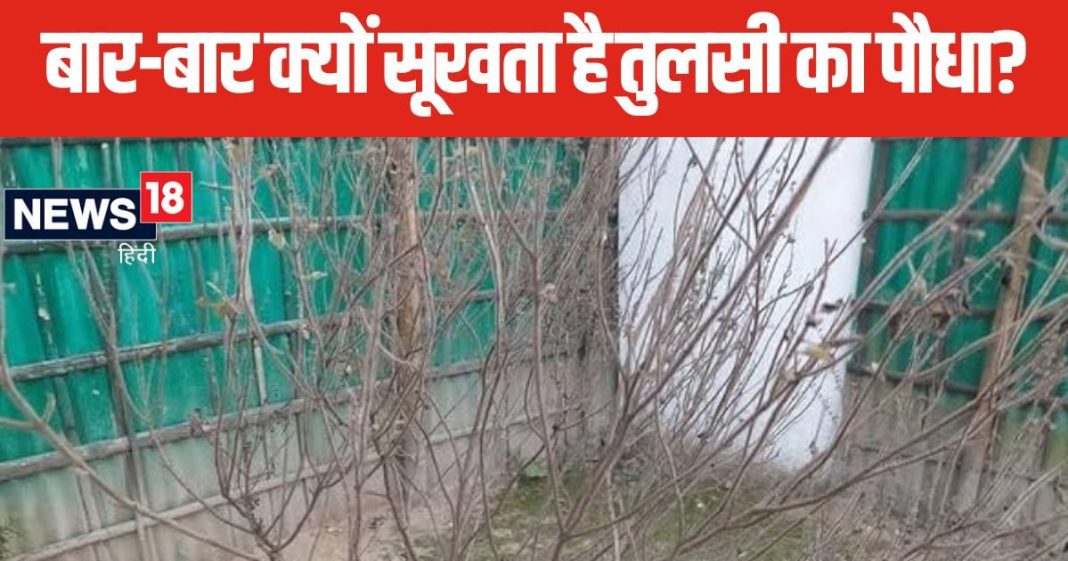 बार-बार सूख रहा तुलसी का पौधा? इन संकेतों को न करें नजरअंदाज, 1 अचूक उपाय बचाएगा पौधे को सूखने से