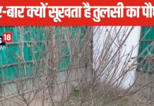 बार-बार सूख रहा तुलसी का पौधा? इन संकेतों को न करें नजरअंदाज, 1 अचूक उपाय बचाएगा पौधे को सूखने से