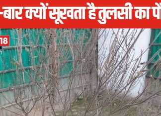 बार-बार सूख रहा तुलसी का पौधा? इन संकेतों को न करें नजरअंदाज, 1 अचूक उपाय बचाएगा पौधे को सूखने से