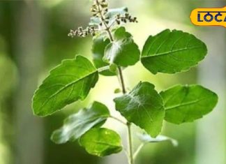 मार्गशीर्ष महीने में तुलसी का होता है बड़ा महत्व, करें यह उपाय, सुख-समृद्धि की होगी प्राप्ति!