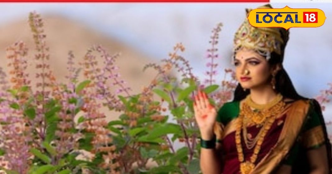 मार्गशीर्ष महीने में तुलसी पौधे पर आती हैं मंजरी… करें ये 3 काम, दौड़ी चली आएंगी लक्ष्मी, बरसेगा धन!