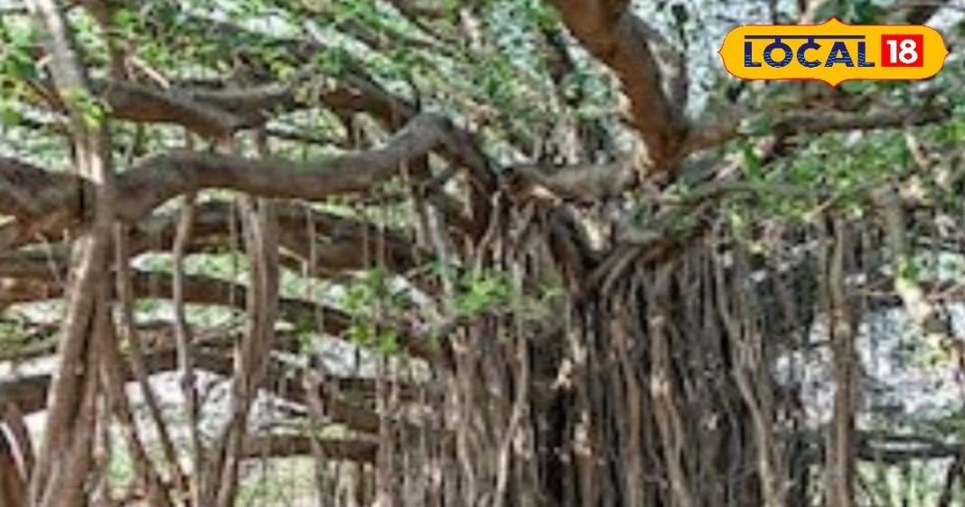 लाल कपड़े में बांधकर तिजोरी में रख दें इस पेड़ की जड़