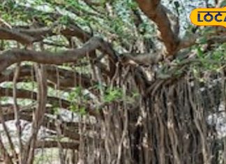 लाल कपड़े में बांधकर तिजोरी में रख दें इस पेड़ की जड़