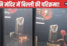 शनि देव की भक्त हुई बिल्ली, 3 दिनों से कर रही इस मंदिर में मूर्ति की परिक्रमा, वीडियो देख सभी दंग, आप भी बोल पड़ेंगे जय शनि महाराज