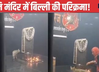 शनि देव की भक्त हुई बिल्ली, 3 दिनों से कर रही इस मंदिर में मूर्ति की परिक्रमा, वीडियो देख सभी दंग, आप भी बोल पड़ेंगे जय शनि महाराज