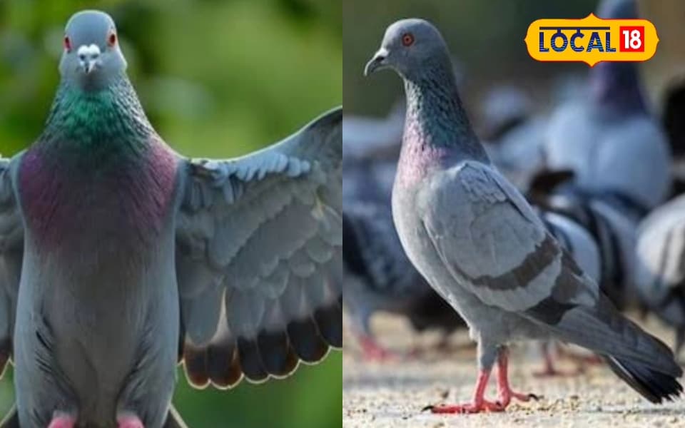 घर में है कबूतरों का रैन बसेरा... दिन-रात करते हैं