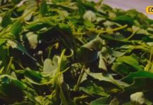 मात्र 60 रु/किलो मिलने वाली ये सब्जी आपको रखेगी फिट, फायदे जान थैला भर ले…