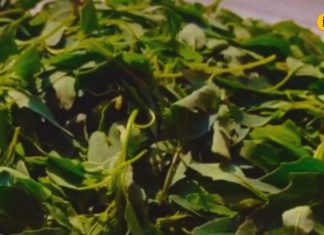 पालक, मेथी या बथुआ! कौन सी हरी सब्जी है सबसे ताकतवर? फायदे जानकर रोज खाएंगे आप