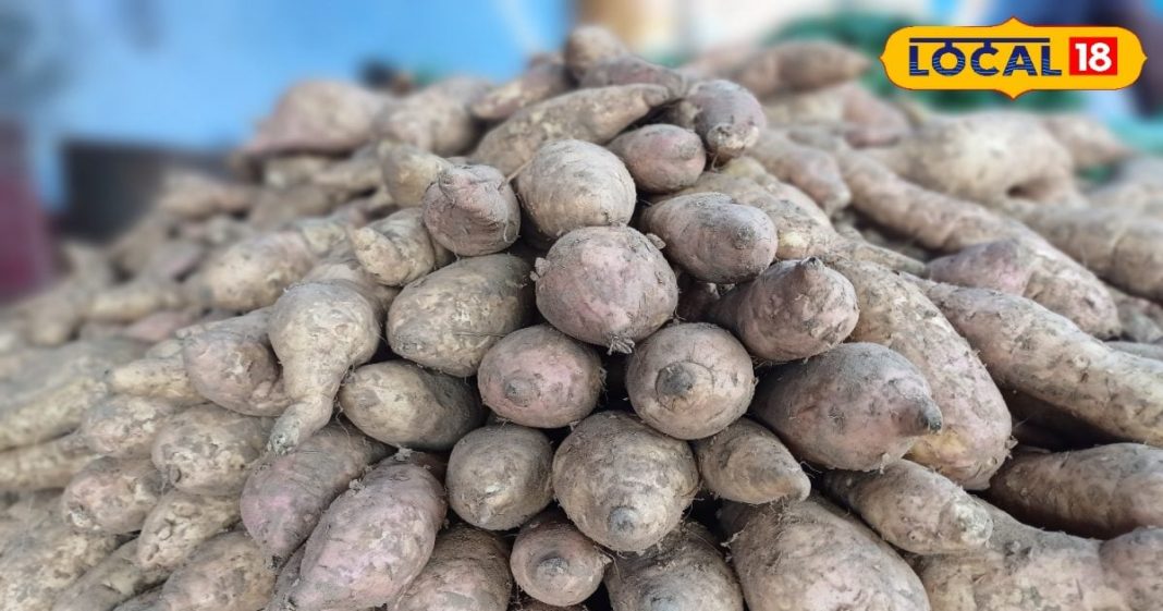 गुलाबी सर्दी के साथ लोगों की जुबान पर छाया शकरकंद का स्वाद