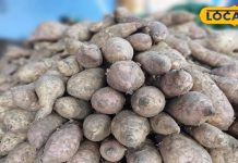 गुलाबी सर्दी के साथ लोगों की जुबान पर छाया शकरकंद का स्वाद