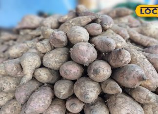 गुलाबी सर्दी के साथ लोगों की जुबान पर छाया शकरकंद का स्वाद