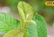 सिर्फ फल ही नहीं इसका पत्ता भी है बेहद चमत्कारी, बालों के लिए फायदेमंद, गायब हो जाएगा डैंड्रफ! – Bharat.one हिंदी