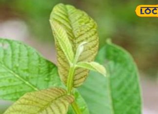 सिर्फ फल ही नहीं इसका पत्ता भी है बेहद चमत्कारी, बालों के लिए फायदेमंद, गायब हो जाएगा डैंड्रफ! – Bharat.one हिंदी