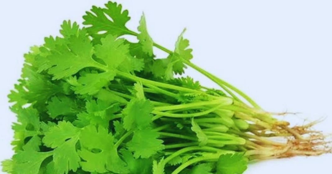 चर्बी को पिघलाना है तो जान लें धनिया कैसे करेगा जबरदस्त काम, कॉलेस्ट्रोल और शुगर की भी दवा!