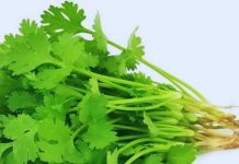चर्बी को पिघलाना है तो जान लें धनिया कैसे करेगा जबरदस्त काम, कॉलेस्ट्रोल और शुगर की भी दवा!