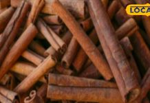 सर्दियों में जरूर करें दालचीनी का सेवन, इसके काढ़े में है अनगिनत फायदे, बस ऐसे करना होगा सेवन – Bharat.one हिंदी