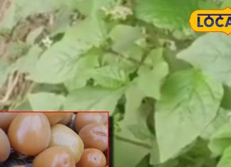 most powerful herb in ayurved makoy beneficial for fever helpful for hair – Bharat.one हिंदी