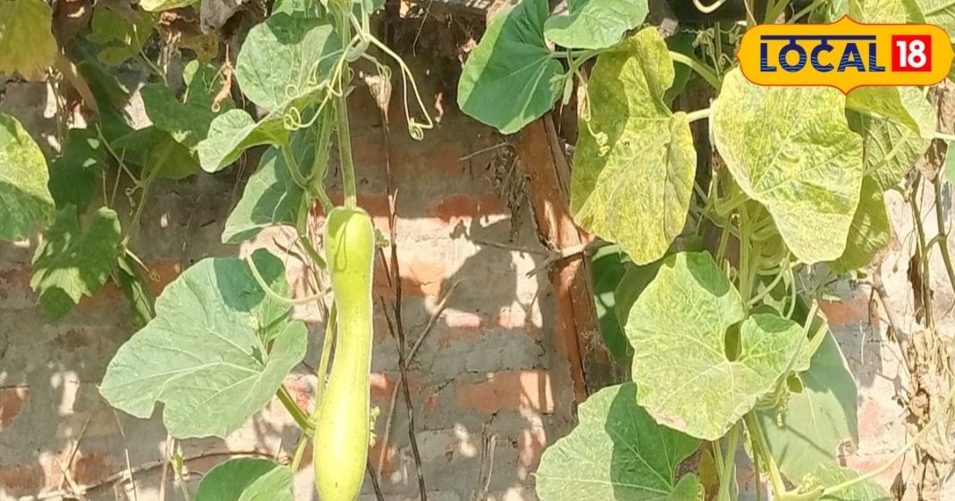 सर्दियों में लौकी से करें दोस्ती! 21 से ज्यादा बीमारियों से दिलाएगी छुटकारा, गला रोग, बवासीर और पीलिया जैसे रोग में कारगर