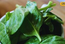 सुपरफूड से कम नहीं ये हरी पत्तेदार सब्जी, इसके आगे दवाएं भी हो सकती हैं फेल, विटामिन-मिनरल्स की है खान