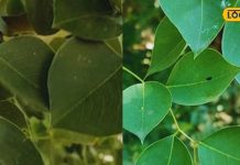 औषधीय गुणों की खान है ये पेड़, जड़ से लेकर तना तक हर हिस्सा गुणकारी