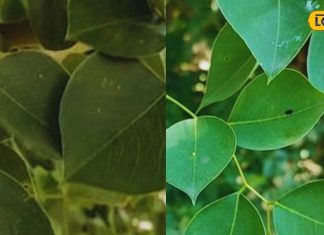 औषधीय गुणों की खान है ये पेड़, जड़ से लेकर तना तक हर हिस्सा गुणकारी