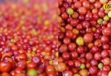 सर्दियों में कुछ ही दिन मिलता है ये फल, बाजार में जबरदस्त रहती है डिमांड