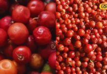 ‘किसान का सेव’, सर्दियों में सुपरफूड से कम नहीं ये फल, स्वाद लाजवाब तो फायदे बेमिसाल