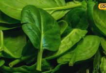 वजन घटाना हो या हड्डियों को बनाना हो मजबूत, ये हरी पत्तेदार सब्जी करेगी हर…
