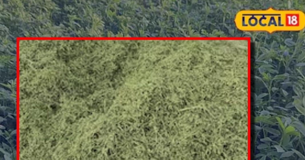 benefits of Alfalfa rizka herb for humans and animals in ayurveda sa