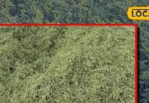 benefits of Alfalfa rizka herb for humans and animals in ayurveda sa