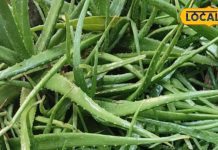 natural moisturizer aloe vera benefits for winter skin care sa – Bharat.one हिंदी