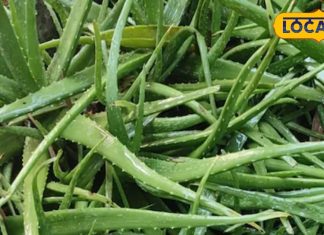 natural moisturizer aloe vera benefits for winter skin care sa – Bharat.one हिंदी