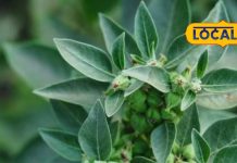 ashwagandha benefits for strength relieving joint pain sa – Bharat.one हिंदी