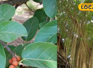 Banyan Tree Facts: बरगद का पेड़ घर में लगाना शुभ या अशुभ? जानें फायदे और नुकसान
