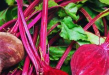 skincare how to make diy beetroot lip cheek tint sa