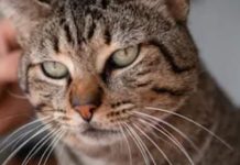 cats h5n1 virus risk human spread flu through respiratory digestive systems sa