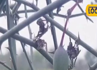 काजू-बादाम का बाप है मरुस्थल में उगने वाला यह फल, गैस और बदहजमी से तुरंत मिलेगी आराम, जानें चमत्कारी फायदे