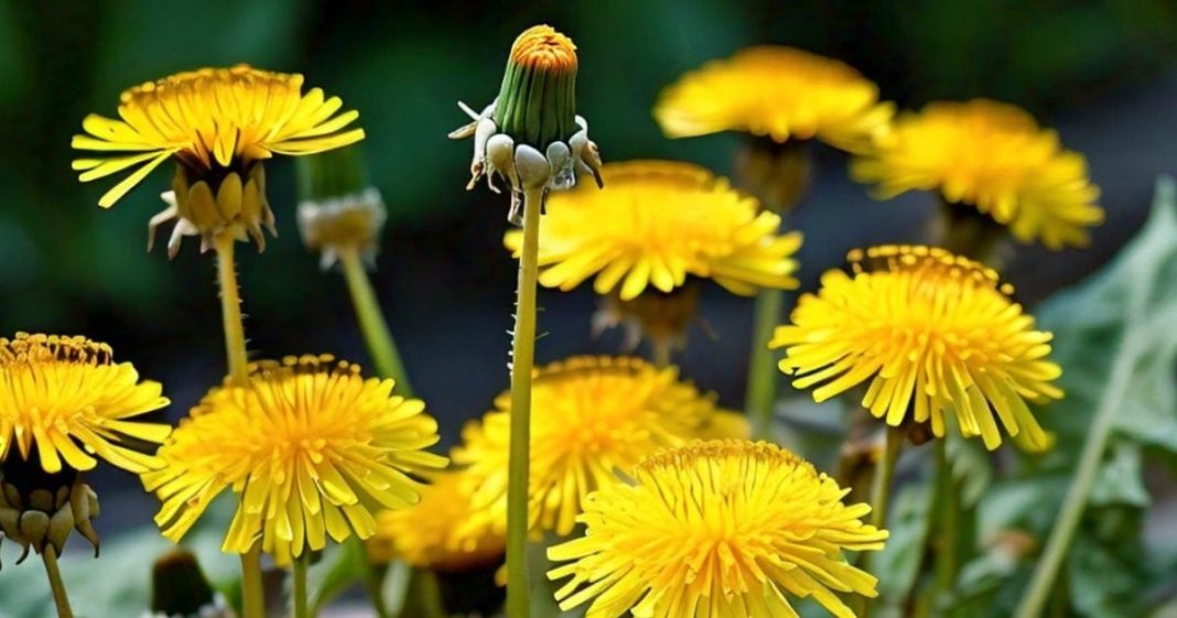 benefits of dandelion for diseases medicinal plant singhparni ke fayde sa – Bharat.one हिंदी