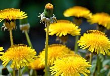 benefits of dandelion for diseases medicinal plant singhparni ke fayde sa – Bharat.one हिंदी