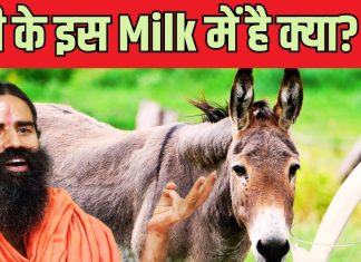 बाबा रामदेव ने जवानी के लिए अपनाया गधी का दूध! कितना पावरफुल है ये Milk, जानें क्या कहता है विज्ञान