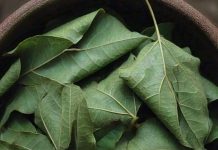 Drumstick Drumstick leaves benefits for skin eyes weight loss sa – Bharat.one हिंदी