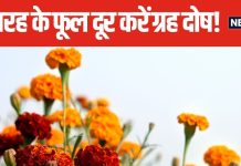 ग्रह दोष से हैं परेशान? पौष माह में पूजाघर में जरूर रखें 5 तरह के फूल, घर के साथ महक उठेगी किस्मत