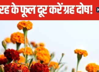 ग्रह दोष से हैं परेशान? पौष माह में पूजाघर में जरूर रखें 5 तरह के फूल, घर के साथ महक उठेगी किस्मत