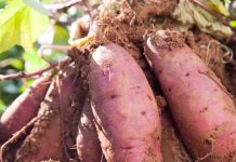 आंखों की रोशनी, शरीर में सूजन और इम्यून सिस्टम के लिए रामबाण है शकरकंद, डाक्टर बोले- ऐसे लोग न करें सेवन