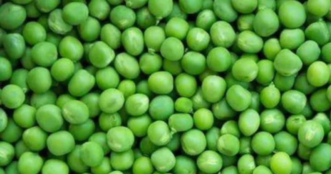 green peas benefits nutrition facts weight loss sa – Bharat.one हिंदी